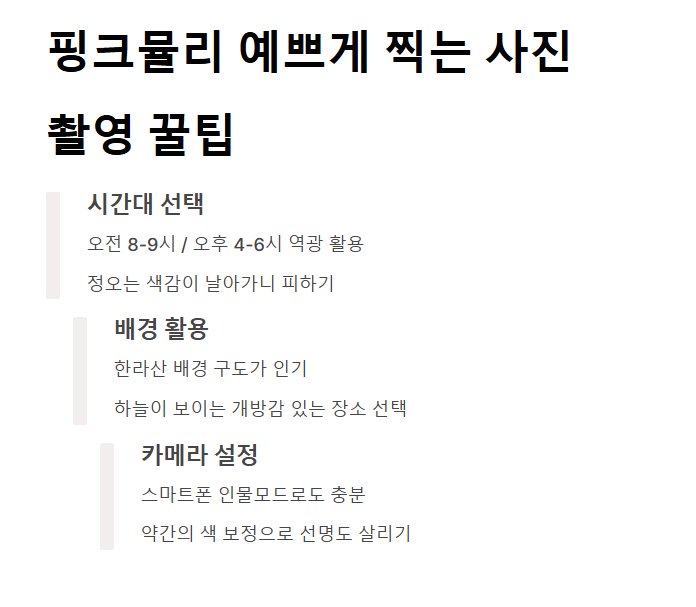 제주 핑크뮬리 축제&amp;#44; 가을 감성 느낌 100%