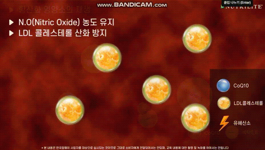 LDL 산화 억제, 혈압 조절