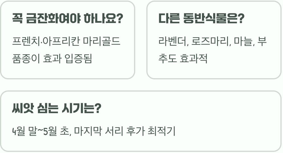 장미 옆에 금잔화 심는 이유, 진딧물 막아주는 동반식물 효과 정말일까?