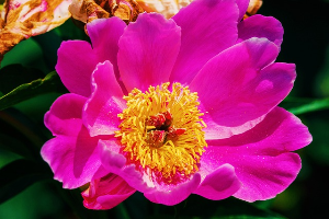 영천 작약꽃 축제