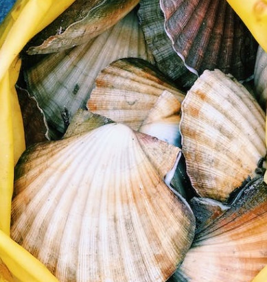 12월 제철 해산물