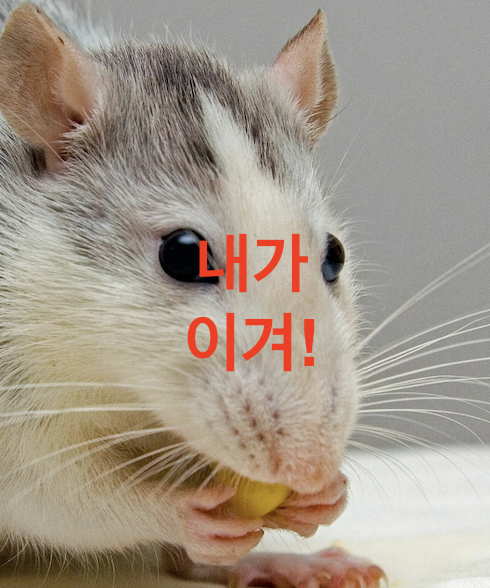 콩쥐