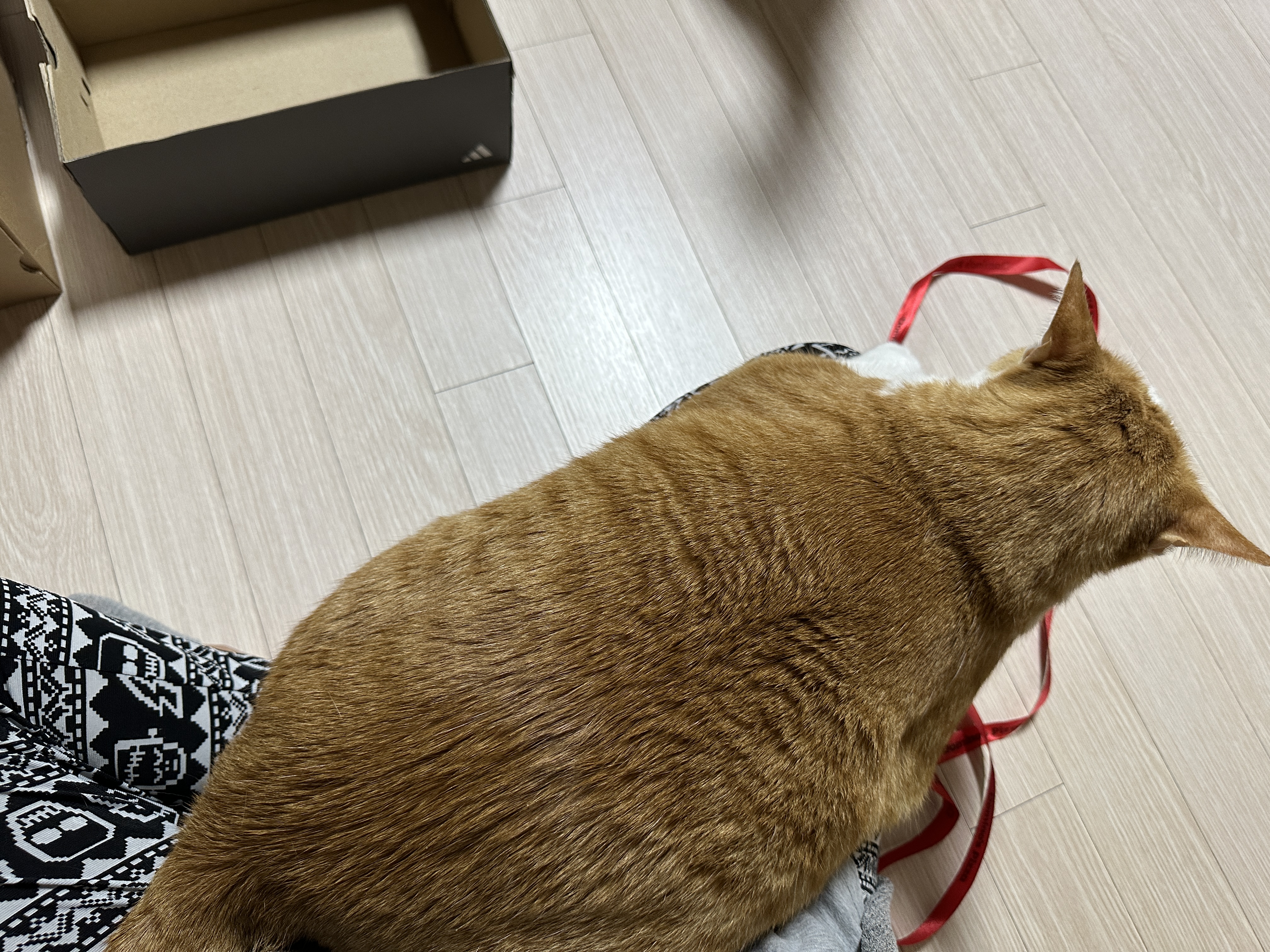 리본-끈-하나로-장난꾸러기로-변해-버린-호야-(feat.-많이-밝아진-다다)