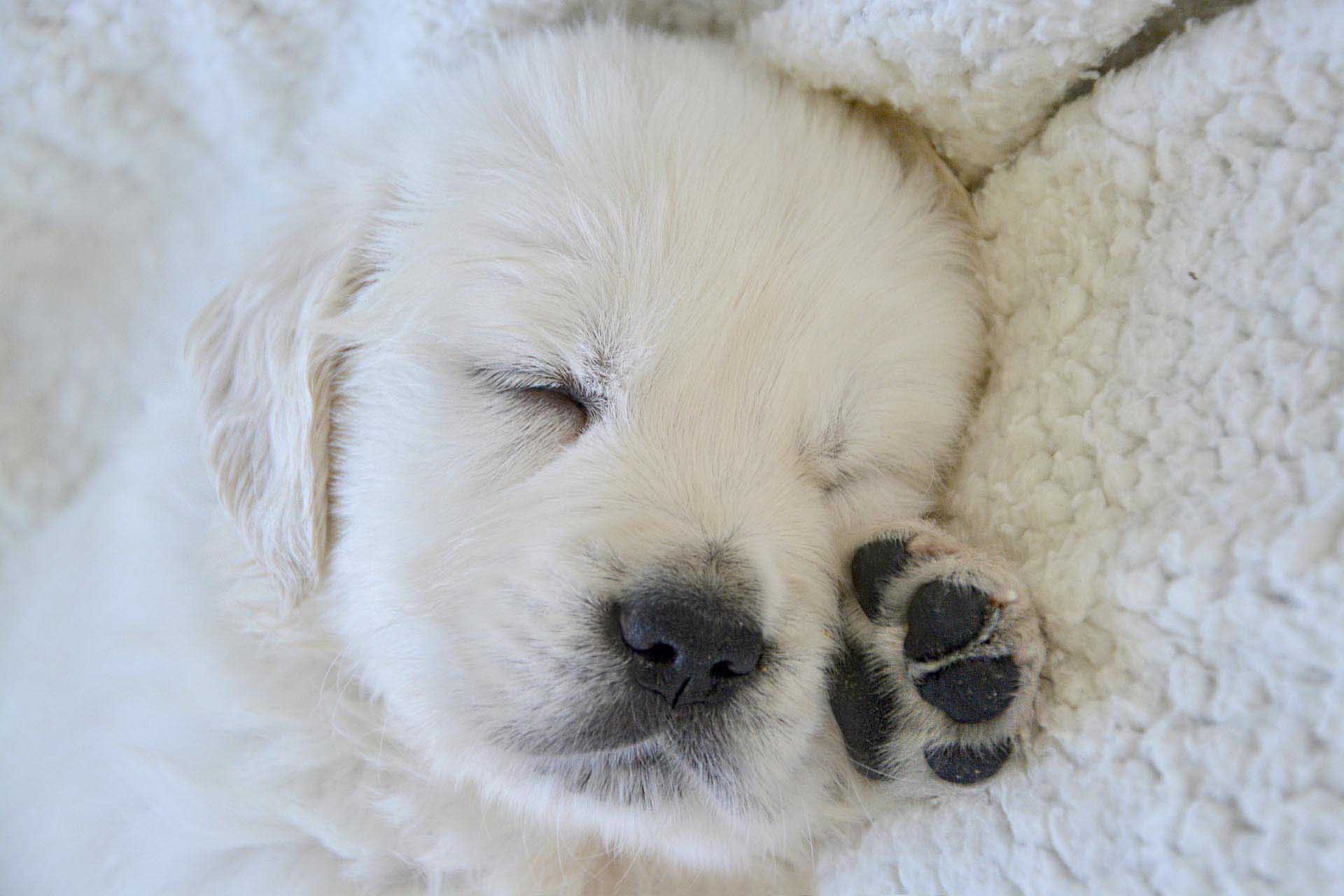 잠자는 강아지 리트리버