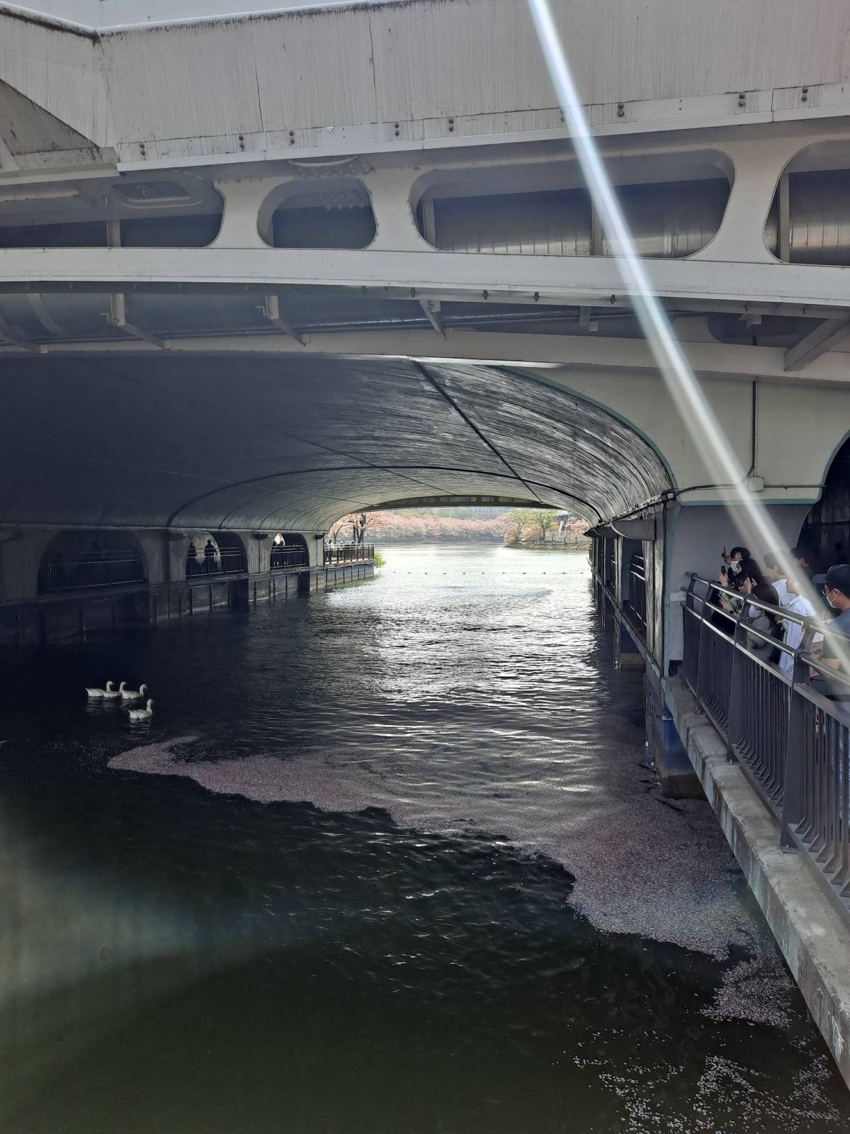 석촌호수 연결통로 오리들