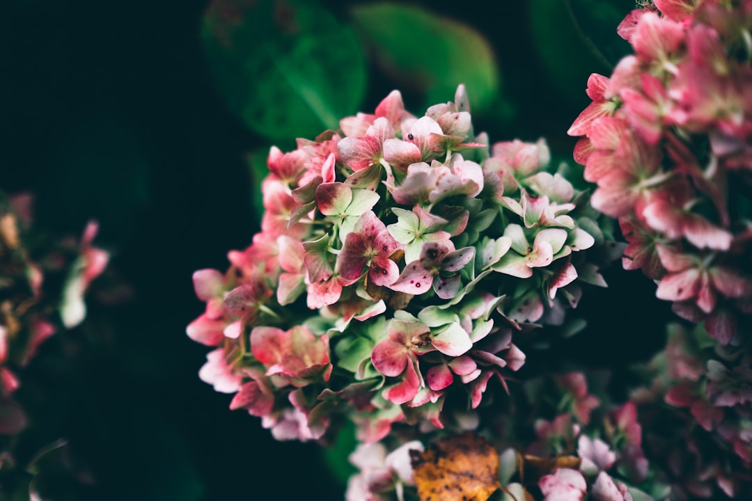 Bloom