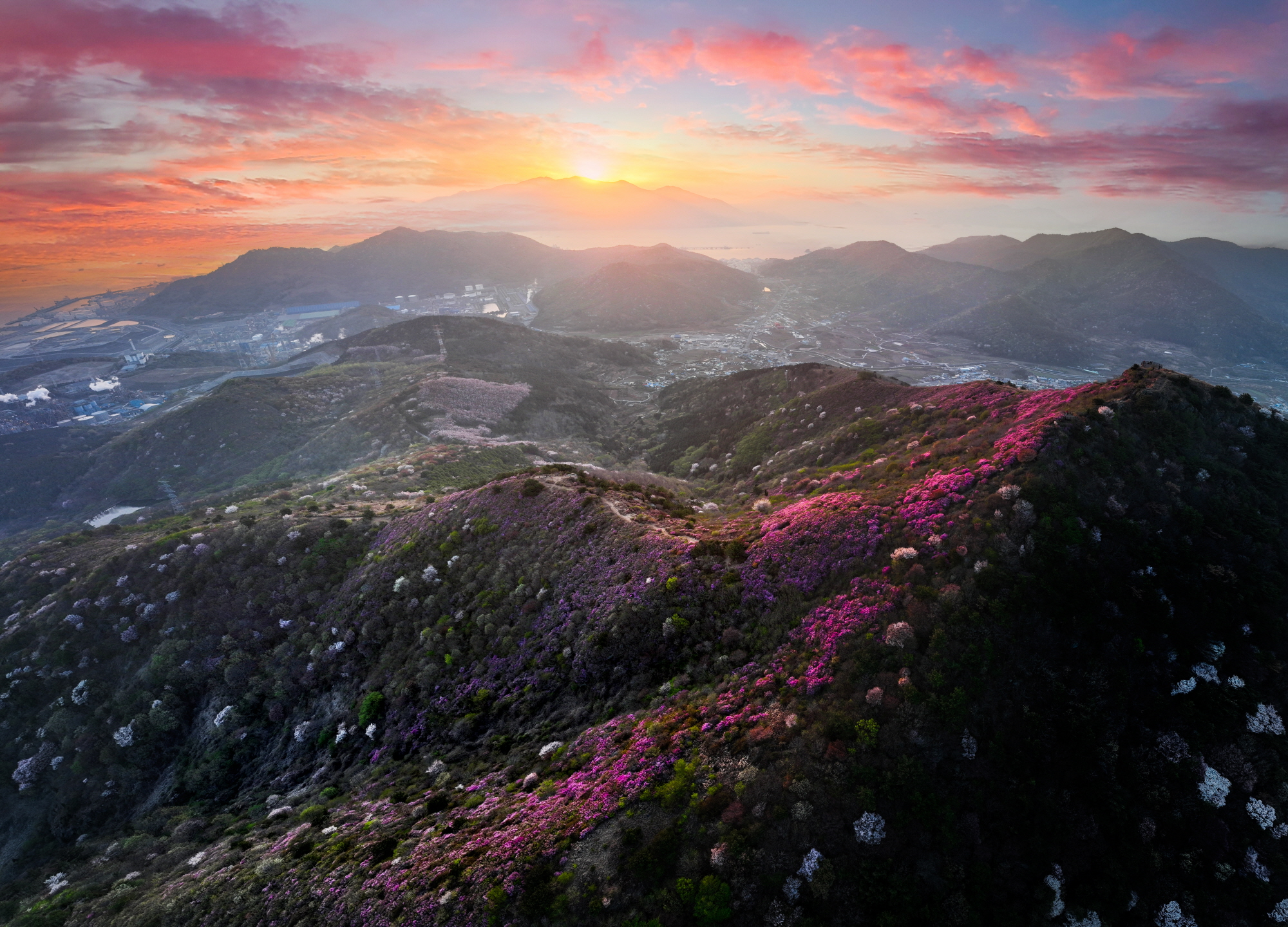 여수 영취산 진달래 축제 완벽 가이드: 분홍빛 진달래와 함께하는 봄 힐링 여행 기본 정보, 일정, 꿀팁, 프로그램, 추천, 여행 코스
