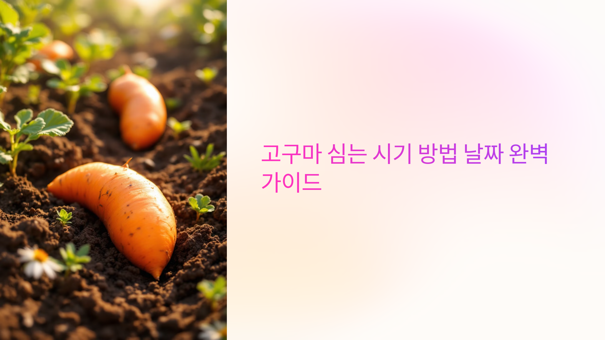 고구마 심는 시기 방법 날짜 완벽 가이드