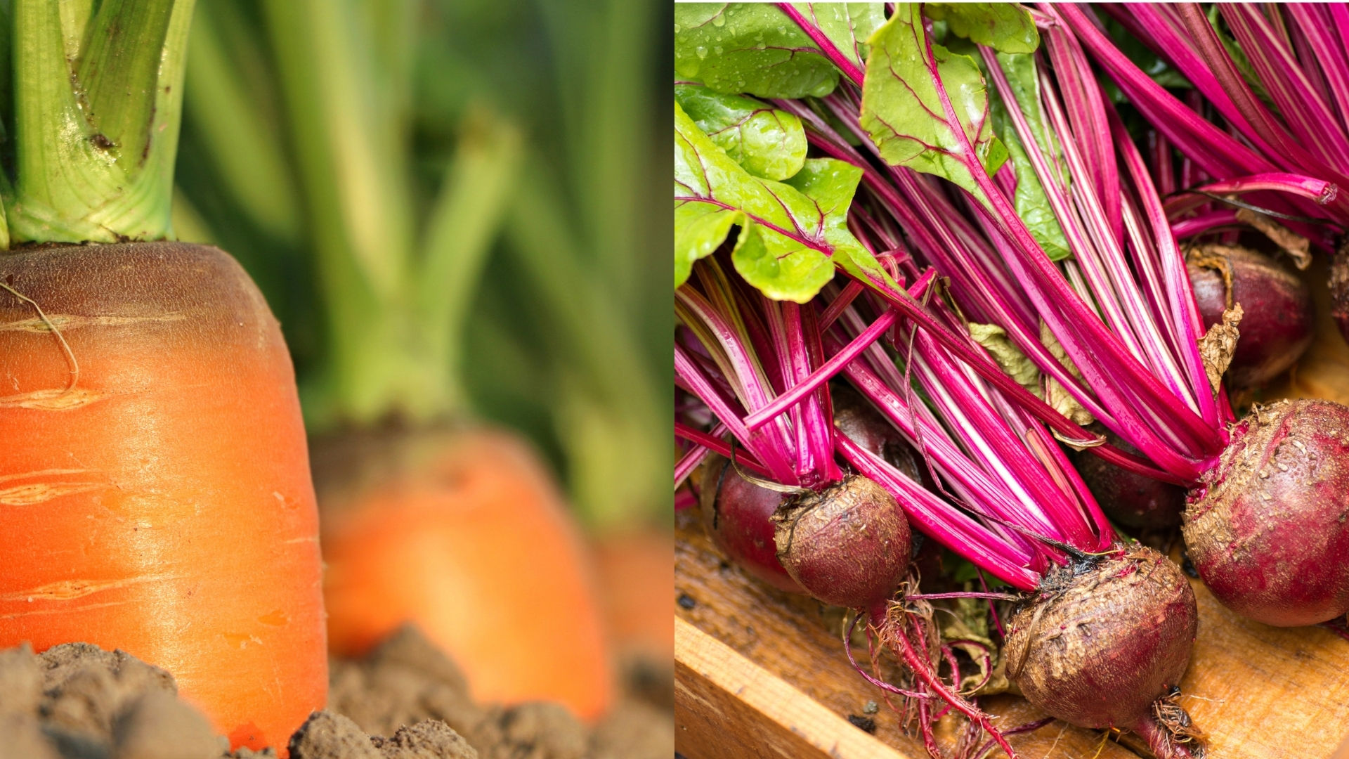 4월 5월에 심기 좋은 작물 당근, 비트