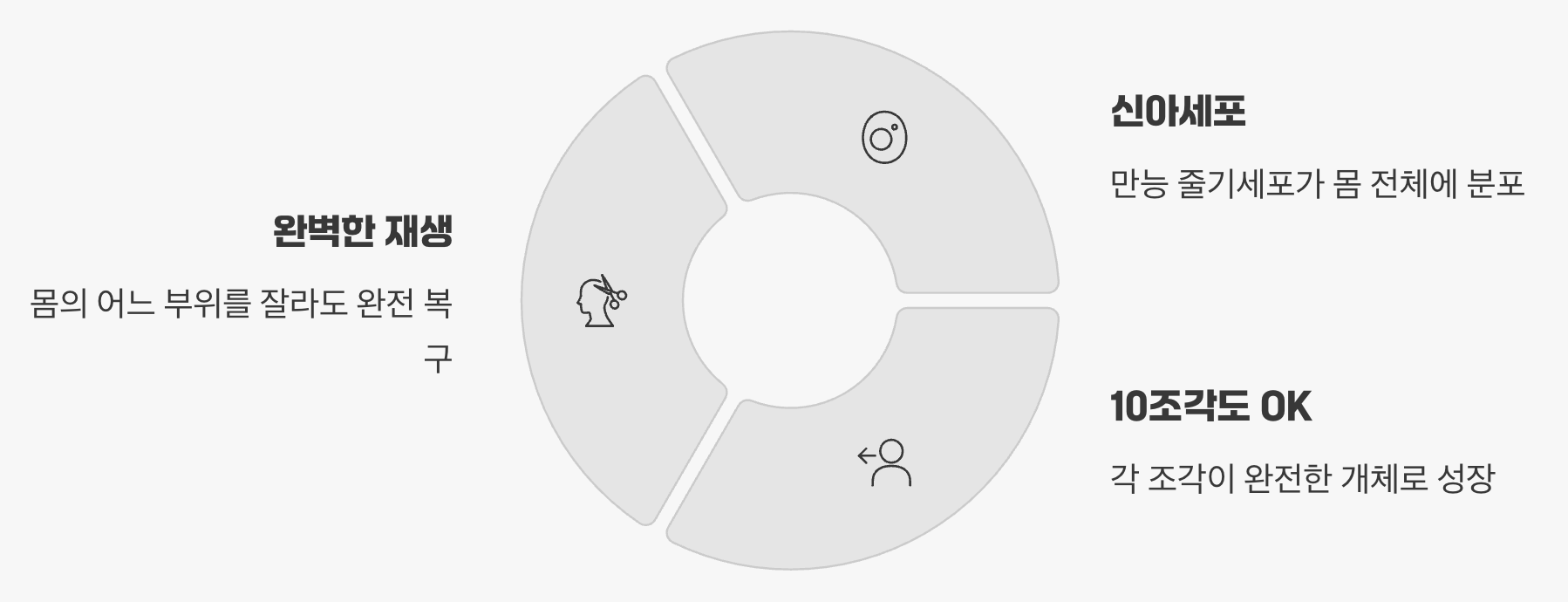 잘라도 되살아나는 경이로운 능력의 비밀