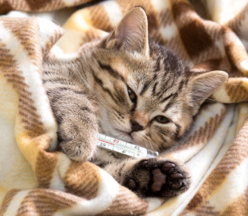 감기로 누워 있는 고양이.