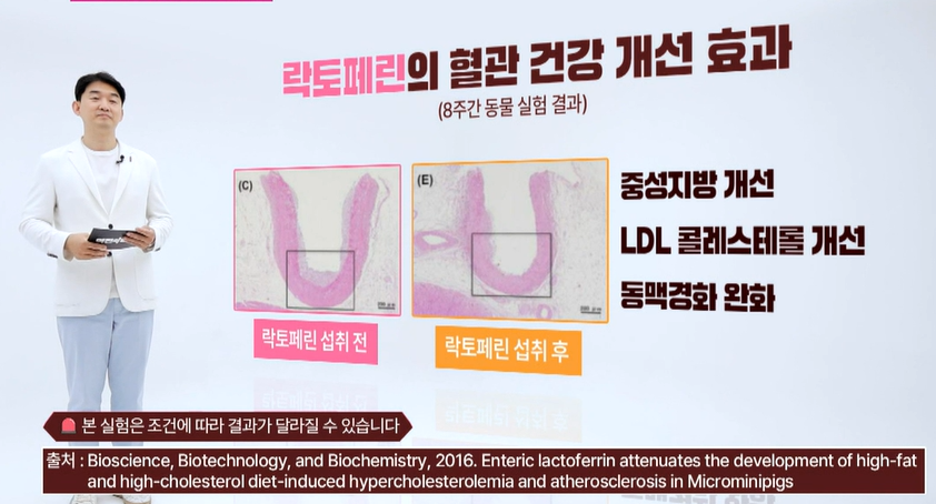 락토페린 효능