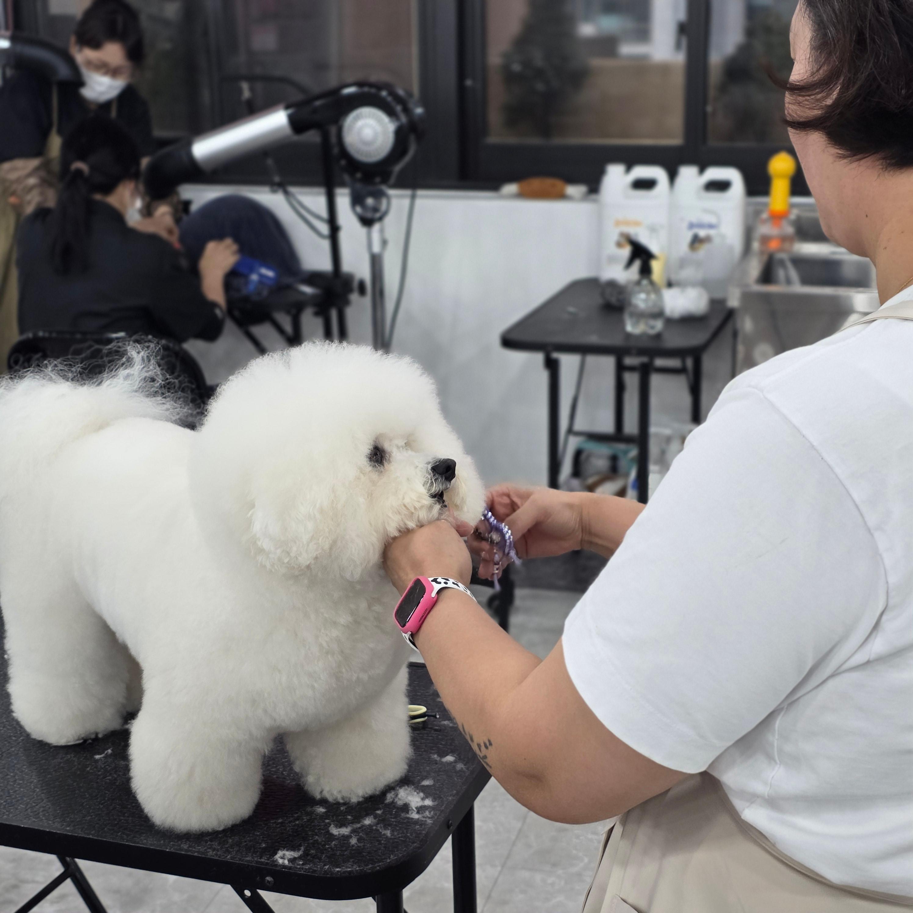 구미애견미용학원