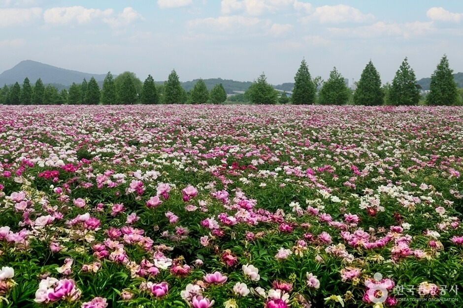 합천 핫들생태공원 작약꽃 개화