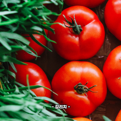 토마토 효능