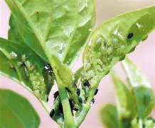 진딧물 없애는 꿀팁