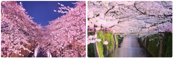 메구로의 벚꽃놀이1