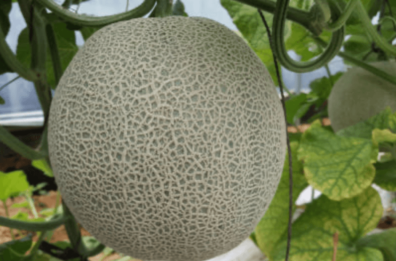 생거진천 이원농장