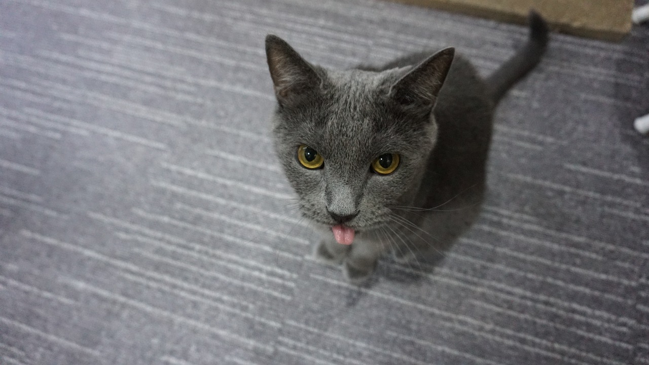 Russian Blue