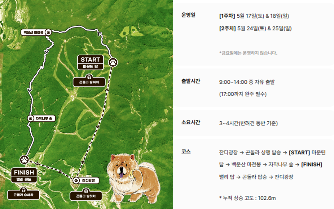 댕댕트레킹 코스 자작나무숲