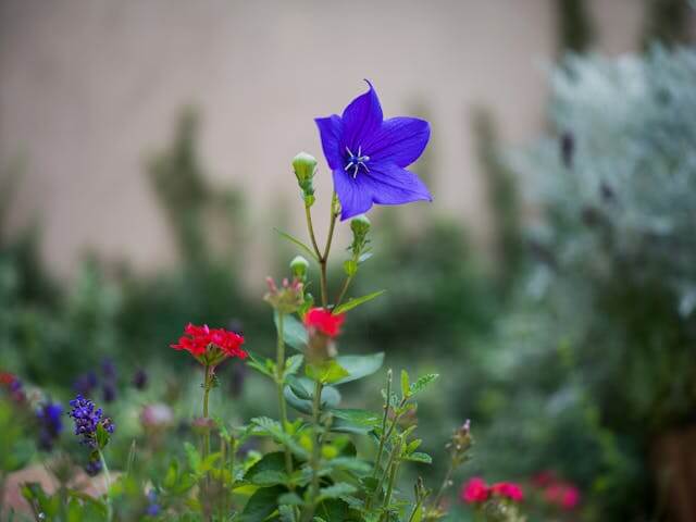배도라지즙 효능&amp;#44; 부작용&amp;#44; 만드는 법 총정리
