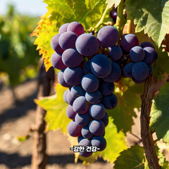 포도 효능