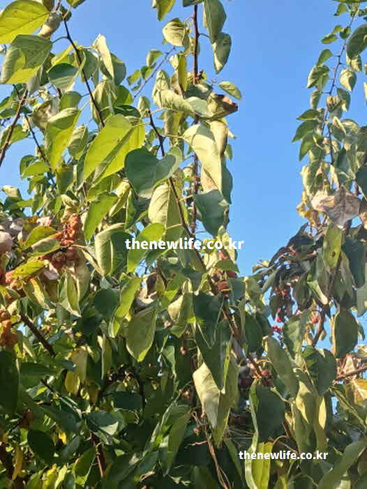 꾸지뽕 영양가치