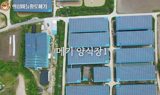 메기양식장