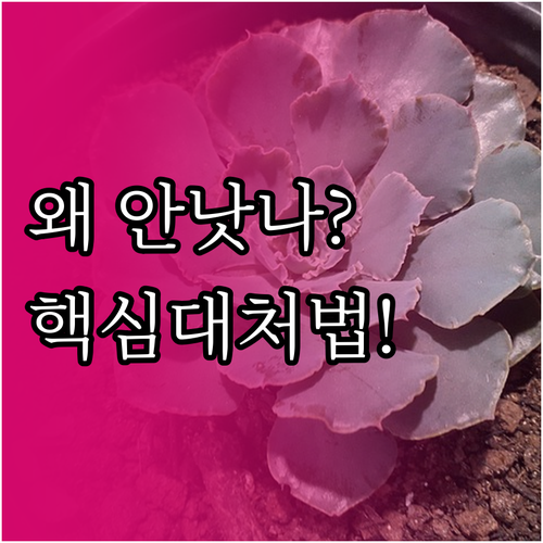 족저근막염 완치 기간 지연 이유와 올..