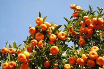 귤 가격 및 효능&amp;#44; 영양성분과 주의점