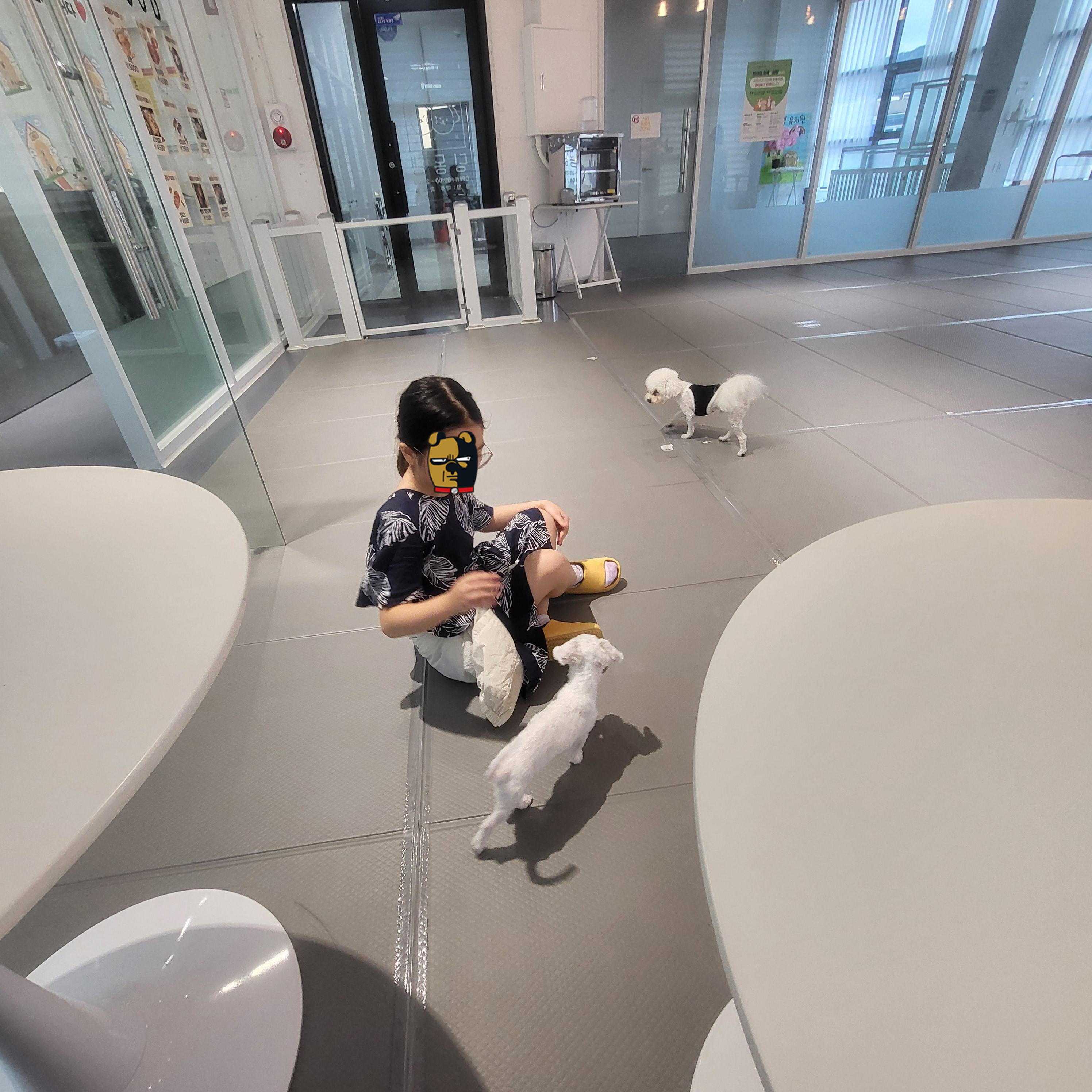 울산 애견 카페(딩동댕 애견카페)
