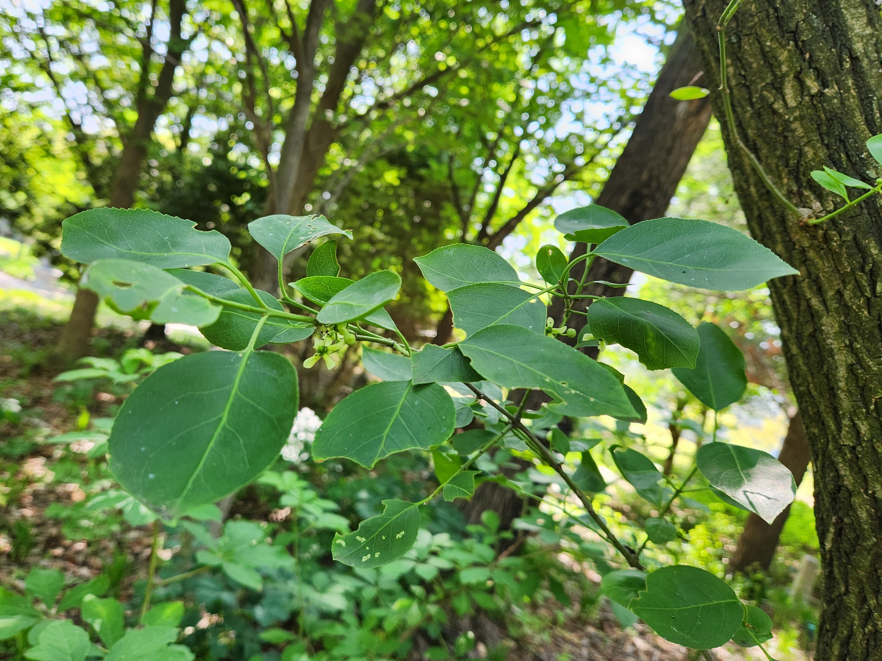 참빗살나무