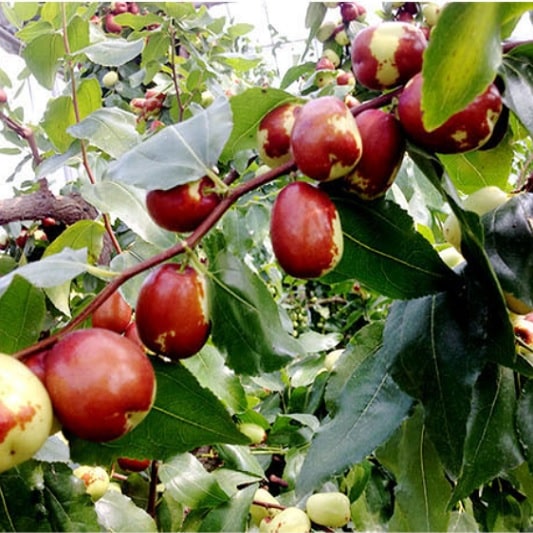 사과대추 보관법