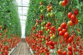 토마토 재배 지지대 설치 적심 유인 관리_35