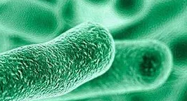 게임 체인저 젖산균 공발효