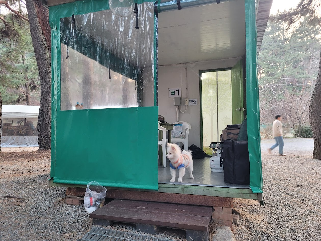 캠핑장에서 주변을 둘러보는 포메라니안