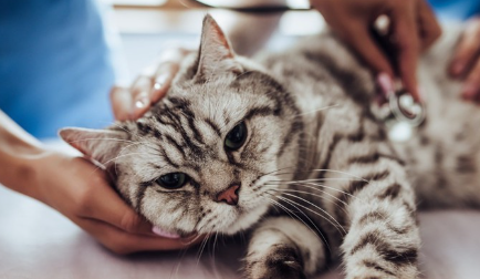 몸이 안 좋아 보이는 고양이.