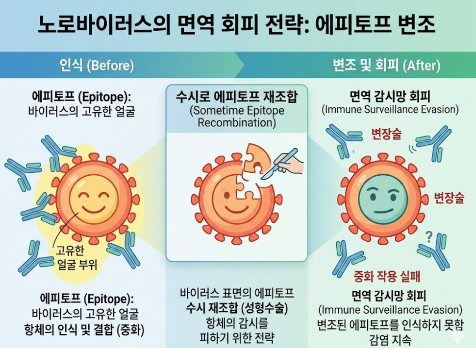 노로바이러스 면역 회피: 에피토프(항체 표적) 재조합으로 중화 실패가 발생하는 과정(Before/After) 설명 그림