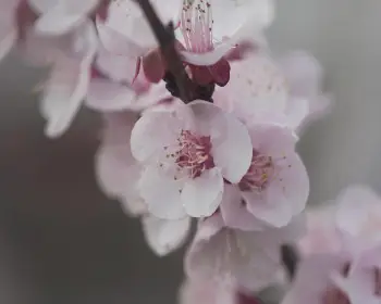 매화꽃 개화시기_22