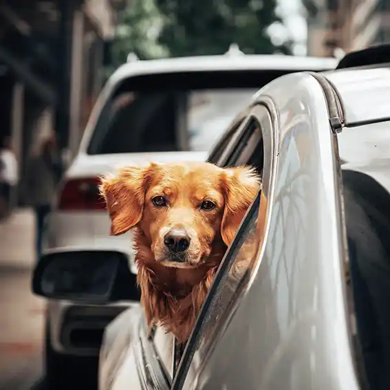 동물병원·위탁기관 반려견 등록처