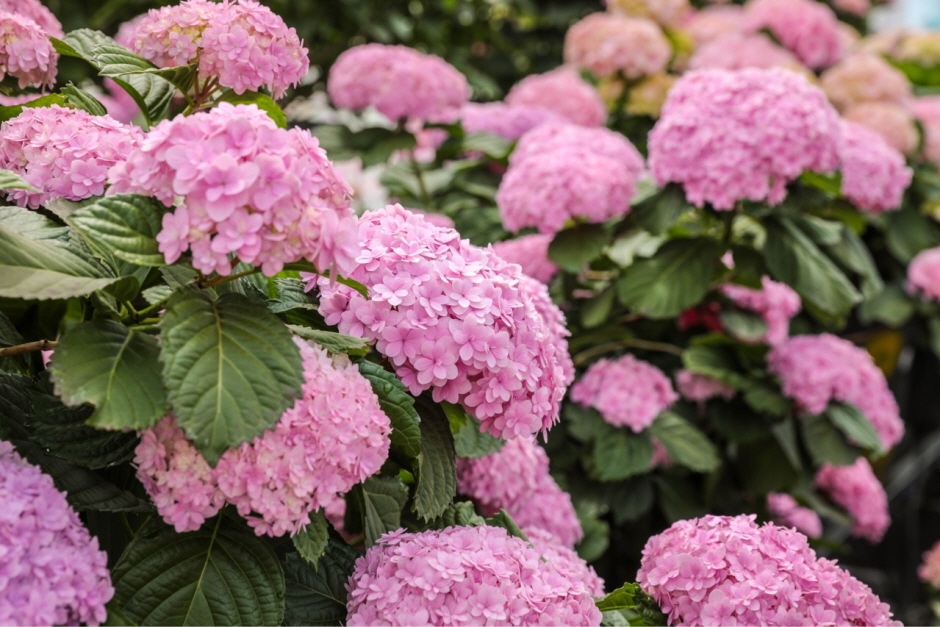 제주 서귀포 가볼만한곳 휴애리 수국축제 입장권