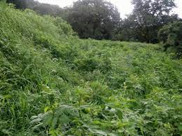 농지연금 가입조건