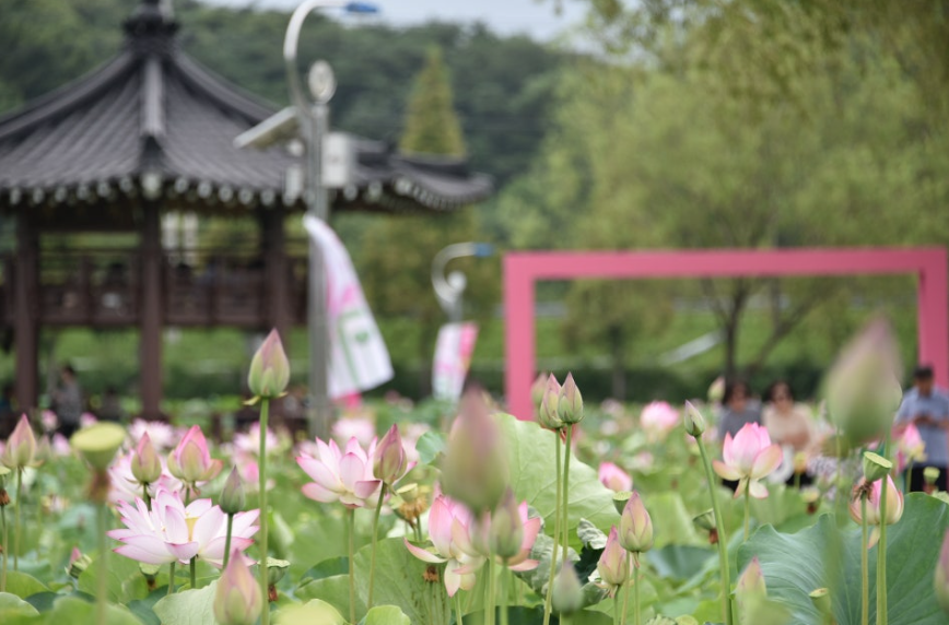 함안 연꽃테마파크, 여름이면 꼭 가봐야 할 연꽃 명소 총정리!