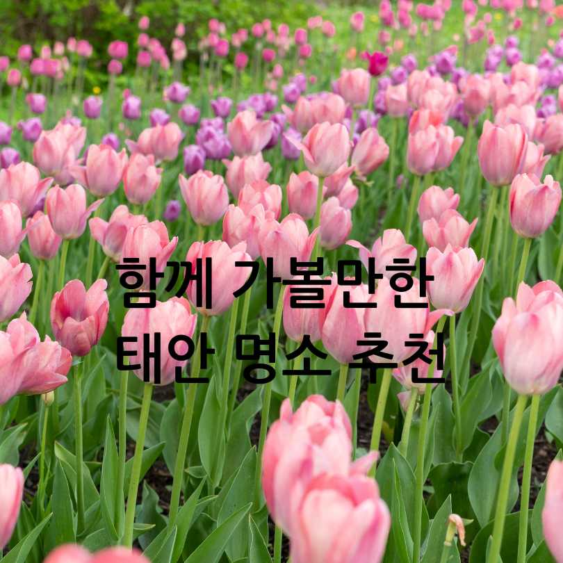 2025년 태안 세계튤립꽃박람회