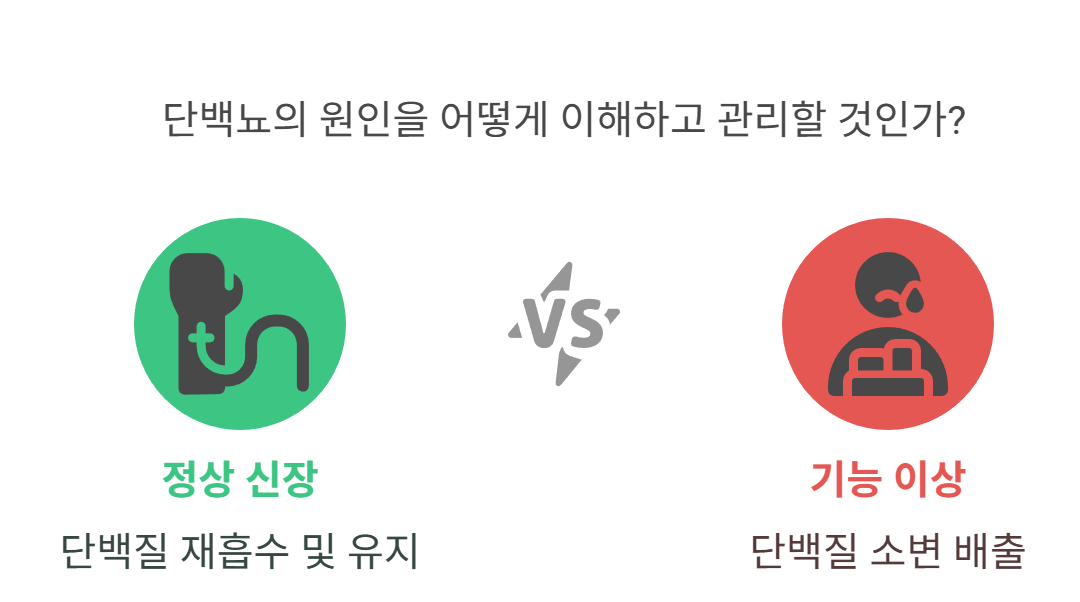 단백뇨란 무엇인가요?