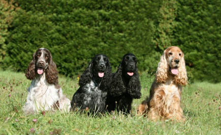 4마리의 잉글리쉬 코카 스파니엘.