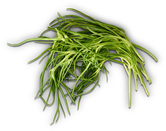 세발나물 효능 및 부작용