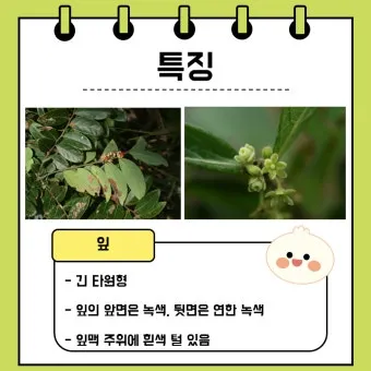 초저조도 식물 추천 빛부족집 관리요령 물주기간격 식물등활용_9