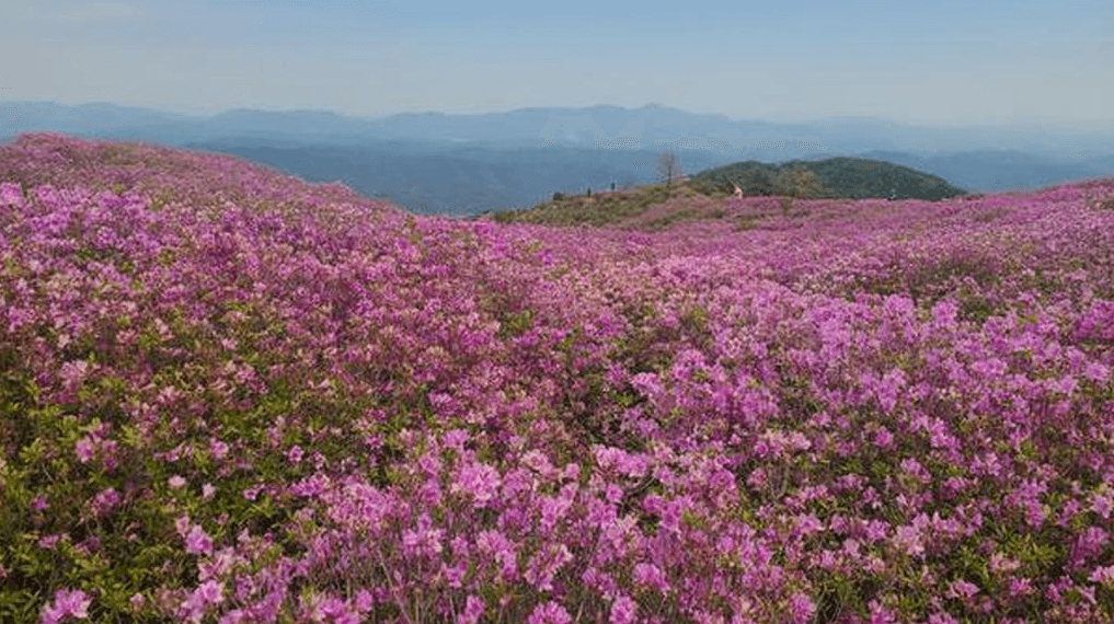 황매산 철쭉 개화시기