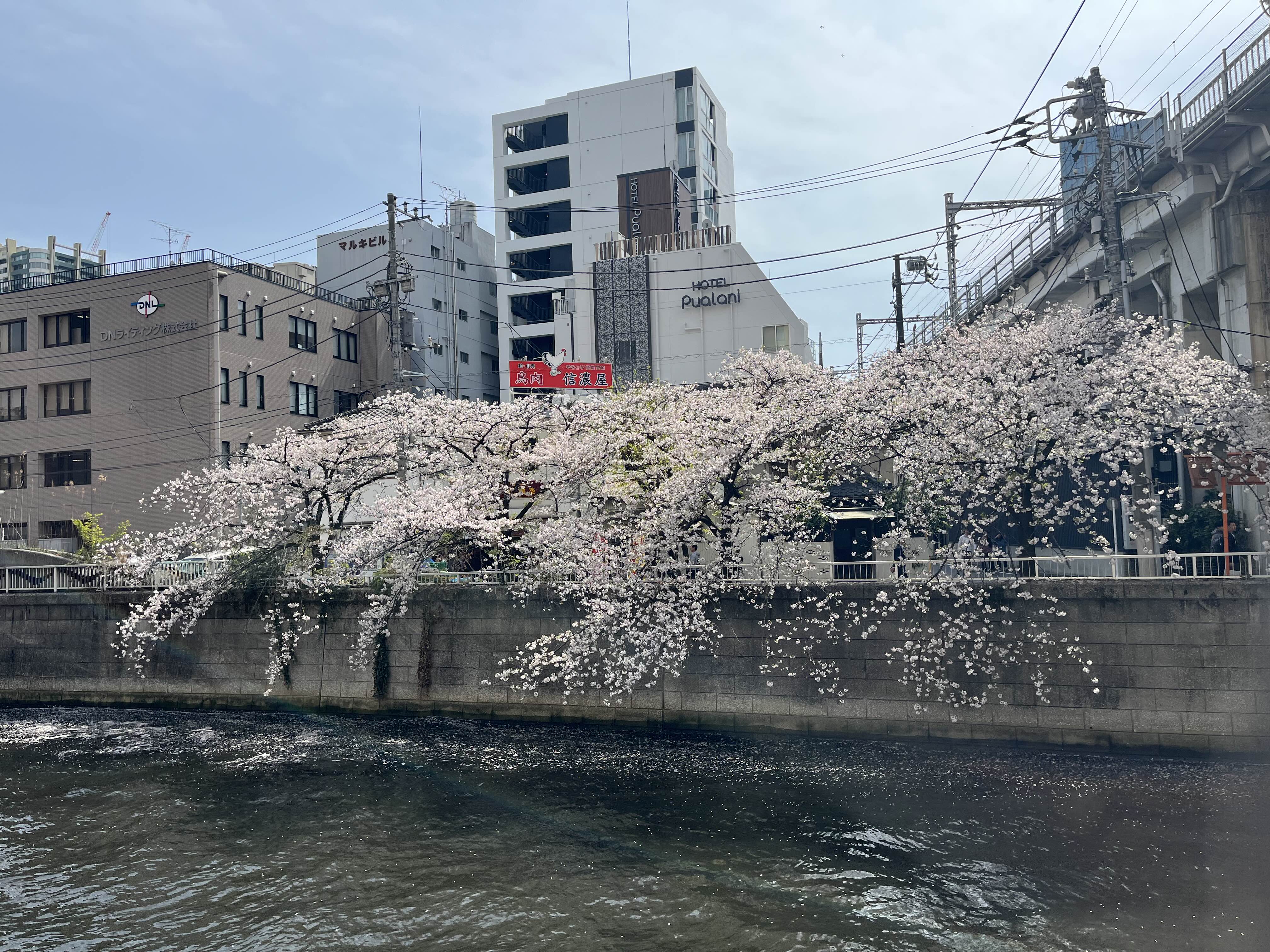 메구로강 벚꽃 산책